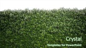  Presentation with tall - Slide deck consisting of tall bush background background and a tawny brown colored foreground