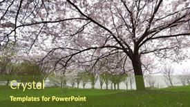  Presentation with tall - Presentation design featuring tall-cherry-blossom-trees background and a tawny brown colored foreground