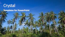  Presentation with palm plantation - Cool new presentation design with tall coconut palm trees lined backdrop and a teal colored foreground