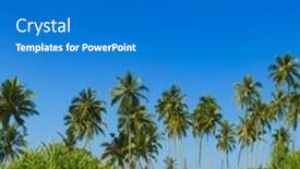  Presentation with tall - Slides having tall-coconut-palms-on-picturesque background and a gray colored foreground