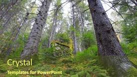 Presentation with tall - Presentation theme enhanced with tall-coniferous-trees-with-moss and a tawny brown colored foreground