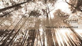  Presentation with tall - Cool new slide set with tall-conifers-reaching-sky backdrop and a coral colored foreground