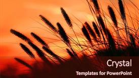  Presentation with sky sun - Audience pleasing slide deck consisting of tall grass and sun set backdrop and a tawny brown colored foreground
