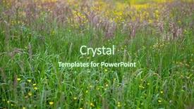  Presentation with tall - Audience pleasing PPT theme consisting of tall grass at springtime backdrop and a tawny brown colored foreground