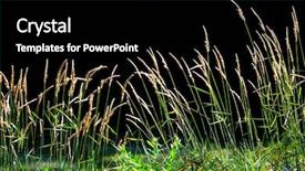  Presentation with black gram - Beautiful slide set featuring tall grass in the meadow backdrop and a black colored foreground