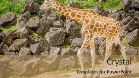  Presentation with safari - Amazing PPT theme having giraffe zebra and ostrich in a wildlife park zoo safari backdrop and a coral colored foreground