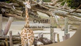  Presentation with wildlife - PPT theme enhanced with giraffe zebra and ostrich in a wildlife park zoo safari background and a coral colored foreground