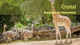  Presentation with zoo - PPT theme featuring  background and a  colored foreground