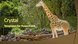  Presentation with zoo - Cool new presentation theme with giraffe zebra and ostrich in a wildlife park zoo safari backdrop and a tawny brown colored foreground