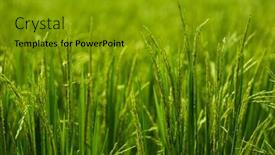  Presentation with light green - Beautiful presentation featuring tall-light-green-grass-background backdrop and a gold colored foreground