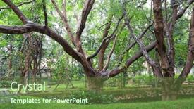  Presentation with green lake - Slide set with tall-lush-green-trees background and a  colored foreground