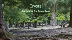  Presentation with tall - Presentation theme with tall-old-trees-in-famous background and a tawny brown colored foreground