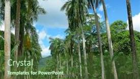  Presentation with tall - Theme having tall palm trees in the park background and a tawny brown colored foreground
