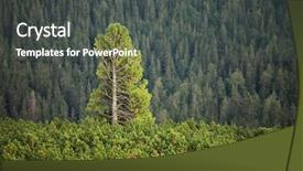  Presentation with tree of life growing - Slide deck having tall pine tree rising above background and a dark gray colored foreground