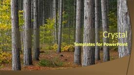  Presentation with fall foliage - PPT theme consisting of tall-pine-trees background and a tawny brown colored foreground