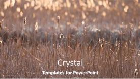  Presentation with marsh - PPT theme having tall-reed-plants background and a violet colored foreground