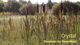  Presentation with swamp - Theme having tall-reeds-in-a-swamp background and a tawny brown colored foreground