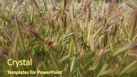  Presentation with soybean seed soy field seeding - Presentation theme having tall spring grass with seed background and a  colored foreground
