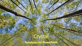  Presentation with tall - Slides with tall tree - looking up in forest background and a tawny brown colored foreground