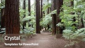  Presentation with redwood forest - Audience pleasing slide deck consisting of tall tree - trail in redwood forest backdrop and a violet colored foreground