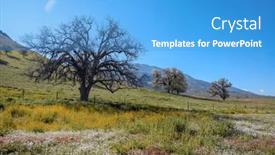  Presentation with wildflower meadow - Slides having tall-tree-in-the-middle background and a teal colored foreground