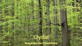  Presentation with grown - PPT theme featuring tall trees with freshly grown background and a  colored foreground