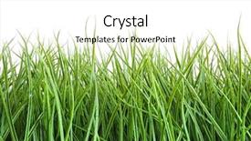  Presentation with tall - Beautiful presentation featuring tall wet grass backdrop and a white colored foreground