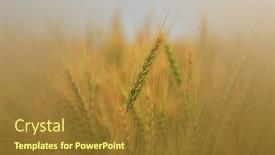  Presentation with tall - Beautiful theme featuring tall-wheat-straw-and-grass backdrop and a tawny brown colored foreground