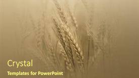  Presentation with tall - Presentation design featuring tall-wheat-straw-and-grass background and a tawny brown colored foreground