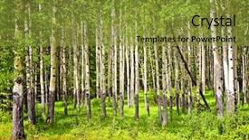  Presentation with banff national park - Beautiful presentation theme featuring tall white aspen tree backdrop and a gold colored foreground