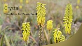  Presentation with aloe vera - Audience pleasing presentation design consisting of tall-yellow-aloe-vera-flowers backdrop and a coral colored foreground