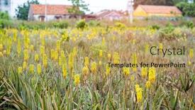  Presentation with aloe vera - Slide deck enhanced with tall-yellow-aloe-vera-flowers background and a yellow colored foreground