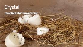  Presentation with eggshells - Audience pleasing PPT theme consisting of tally - calendar inside the broken eggshells backdrop and a  colored foreground