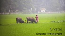  Presentation with vietnam farmer - 