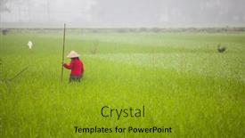  Presentation with organic rice - 