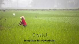  Presentation with organic rice - 