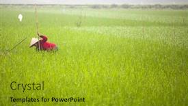  Presentation with organic rice - 