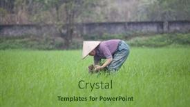  Presentation with organic rice - 