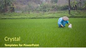  Presentation with organic rice - 