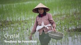  Presentation with organic rice - 