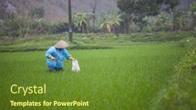  Presentation with organic rice - 