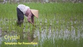  Presentation with organic rice - 