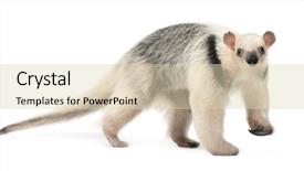  Presentation with 21 years in days - Cool new slides with tamandua tamandua tetradactyla 3 years backdrop and a lemonade colored foreground