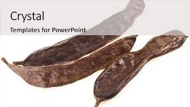  Presentation with carob - Theme enhanced with diuretic - carob pods on a white background and a light gray colored foreground