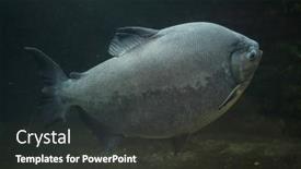  Presentation with pacu - Presentation theme having tambaqui-colossoma-macropomum-also-known background and a dark gray colored foreground
