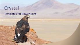  Presentation with mongolian - Beautiful presentation theme featuring tame hunting golden eagle backdrop and a sky blue colored foreground