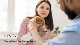  Presentation with veterinary pig - Cool new slides with tame work - brown guinea pig being examined backdrop and a soft green colored foreground