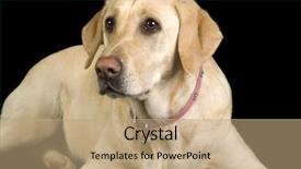  Presentation with lays - PPT layouts featuring tame work - female white labrador dog looking background and a  colored foreground