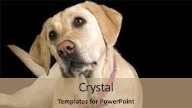  Presentation with black female - Cool new slides with tame work - female white labrador dog looking backdrop and a  colored foreground