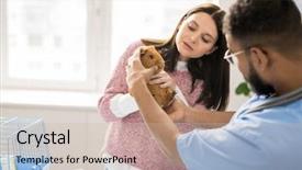  Presentation with veterinary pig - Amazing PPT layouts having tame work - young veterinary clinician checking teeth backdrop and a soft green colored foreground